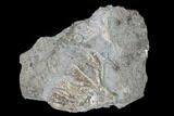 Two Fossil Crinoids (Aorocrinus & Dichocrinus) - Gilmore City, Iowa #149034-2